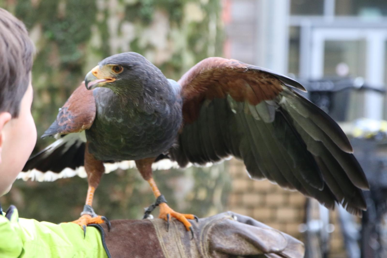 Falknerbesuch