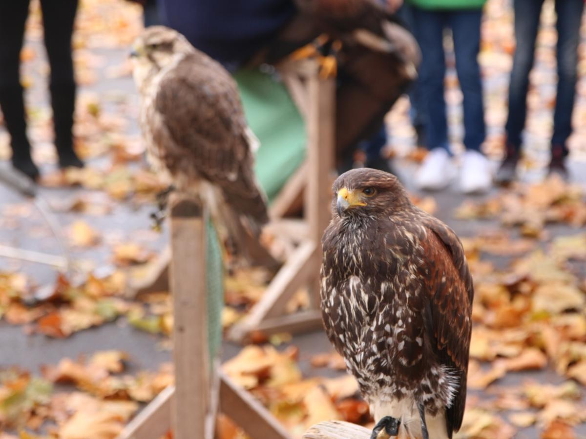 Der Falkner war da!