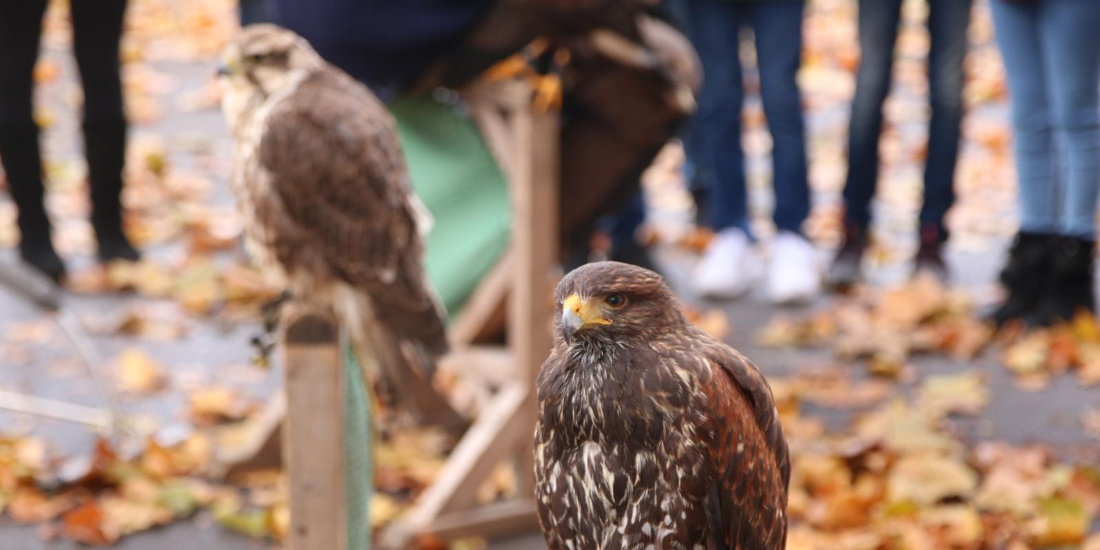 Wüstenbussard und Sakerfalke <br></br>