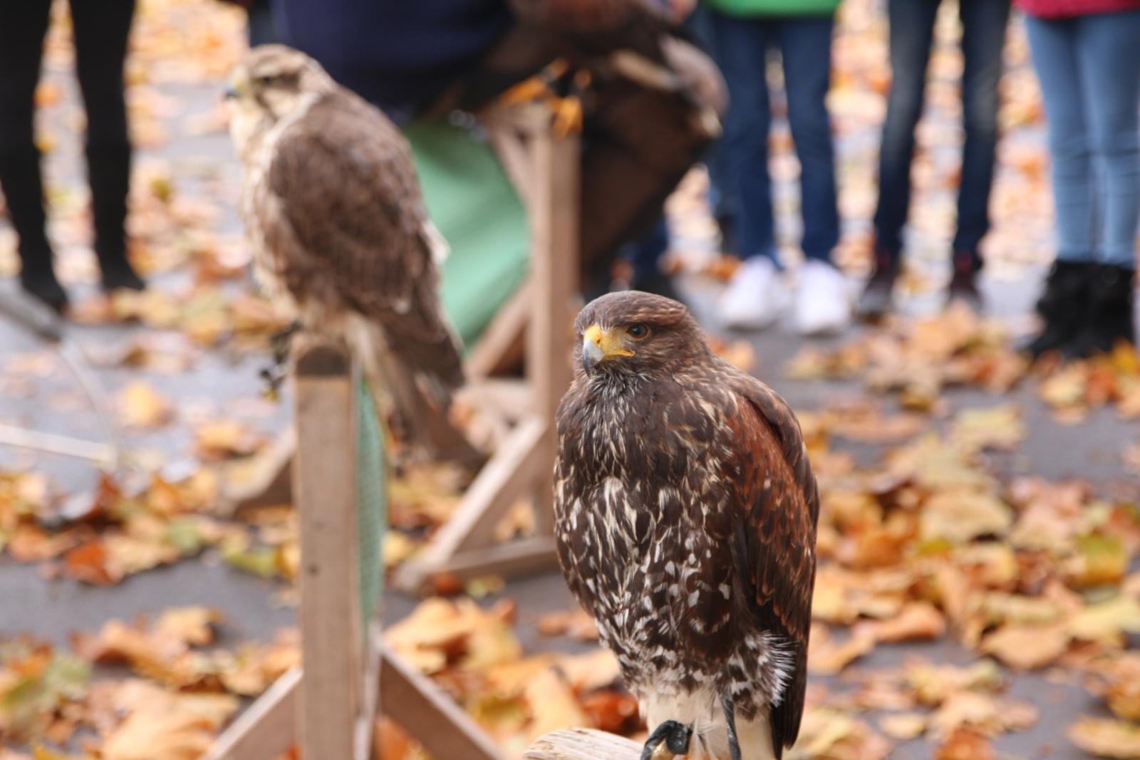 Wüstenbussard und Sakerfalke <br></br>