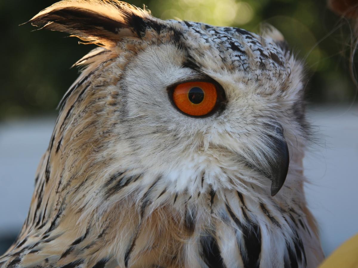 Besuch des Falkners in der Jahrgangsstufe 5