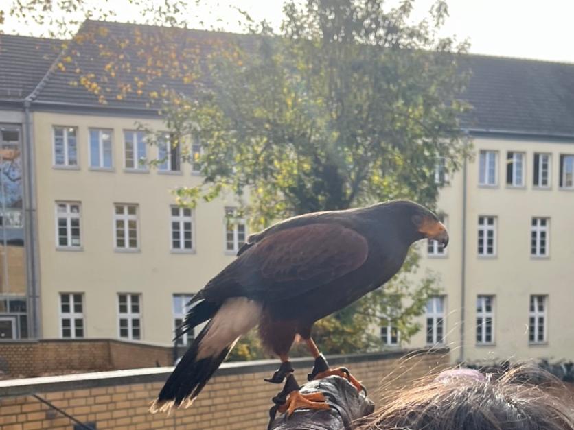 Der Falkner zu Besuch